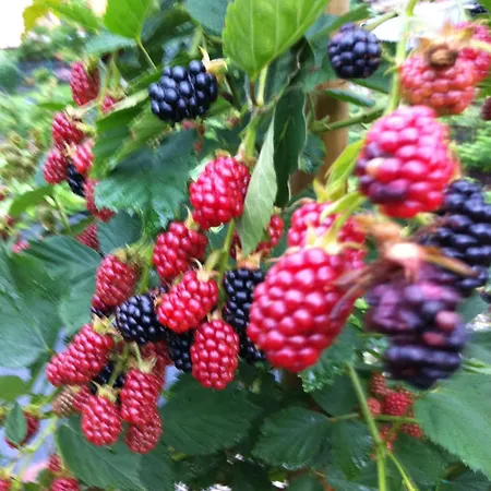 Hotell Concordia Porlezza